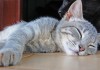睡眠中の猫の痙攣 これってもしかして、病気！？
