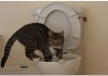 多頭飼いの悩み！ トイレの数は猫の数に合わせるべき！？