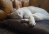 ソファーでの困った爪とぎ癖 飼い猫からソファーを守る方法