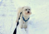 愛犬が冬場の散歩を嫌がる！ そんなときのワンポイント対策
