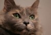 知っておきたい猫の認知症 どういった症状がでるの？