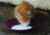 猫の便秘解消に牛乳は効果的！？ 飲ませてはいけなかったのでは？？