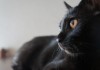 漆黒の天使！ ファンも多い黒猫の性格的魅力はどんなところ！？