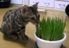 飼い猫に猫草を与える頻度はどれくらい？